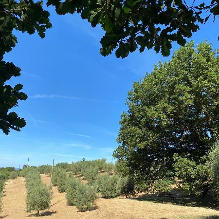 La Casina Della Quercia, Your Tuscan Oak Tree House Osteria Delle Noci ภายนอก รูปภาพ